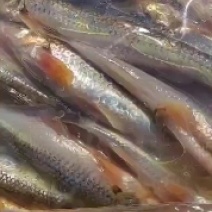 船丁子，棍子鱼，棒棒鱼，沙沟鱼，虫虫鱼，马口鱼