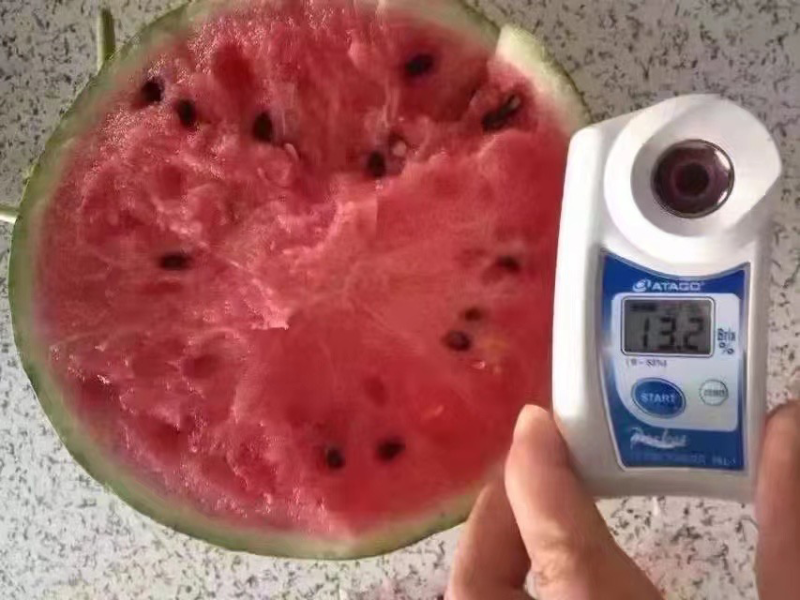 北海翠玲大棚小西瓜