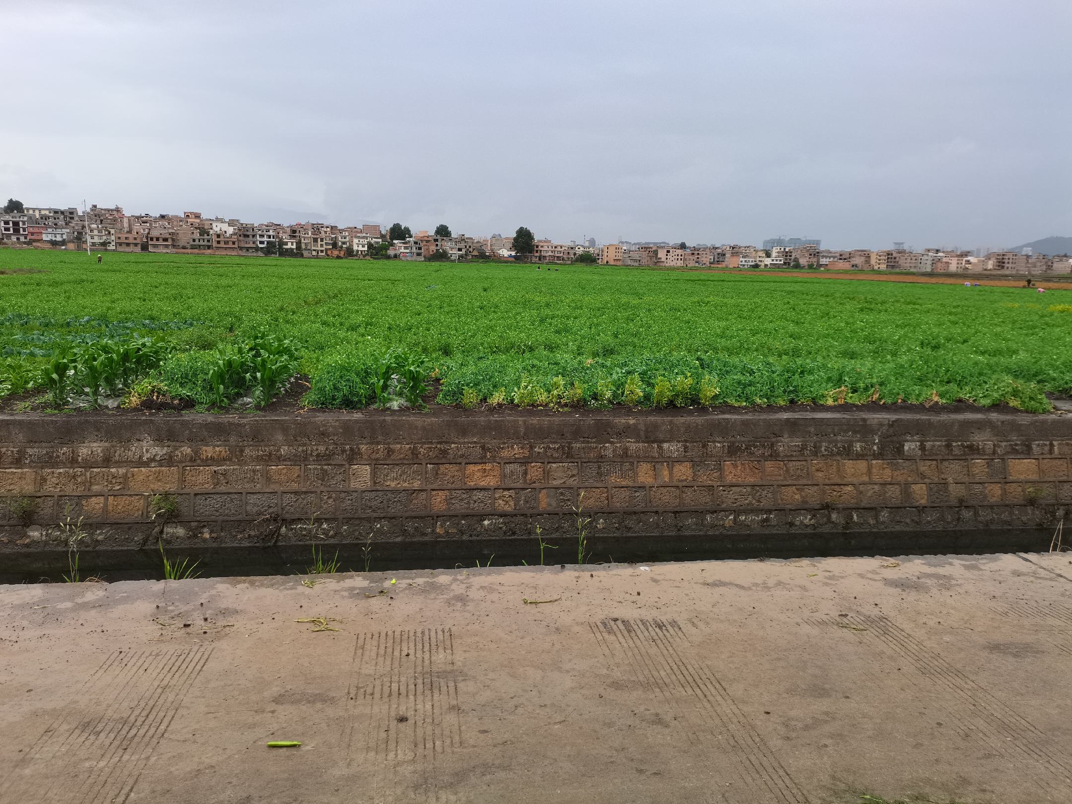 展示云南高原地区农家青豌豆种植基地,田间整齐排列的豆苗,远处为青山和蓝天 农家青豌豆产地实景图