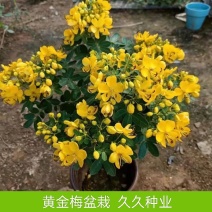 黄金梅盆栽多年生木本秋季冬季耐寒观花植物花卉带花苞