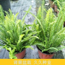 肾蕨盆栽花苗威武蕨北欧风室内常绿绿植净化空气四季常青