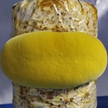 桑黄菌棒桑黄菌种工厂直接全程技术指导