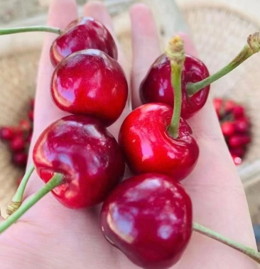 山东省泰安市新泰市天宝镇大樱桃马上下架需要的赶紧联系