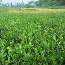 中药材枳壳种苗出售枳壳种植基地直发