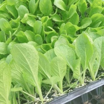 白菜苗耐热抗病大白菜苗越夏耐潮湿高产抗病毒