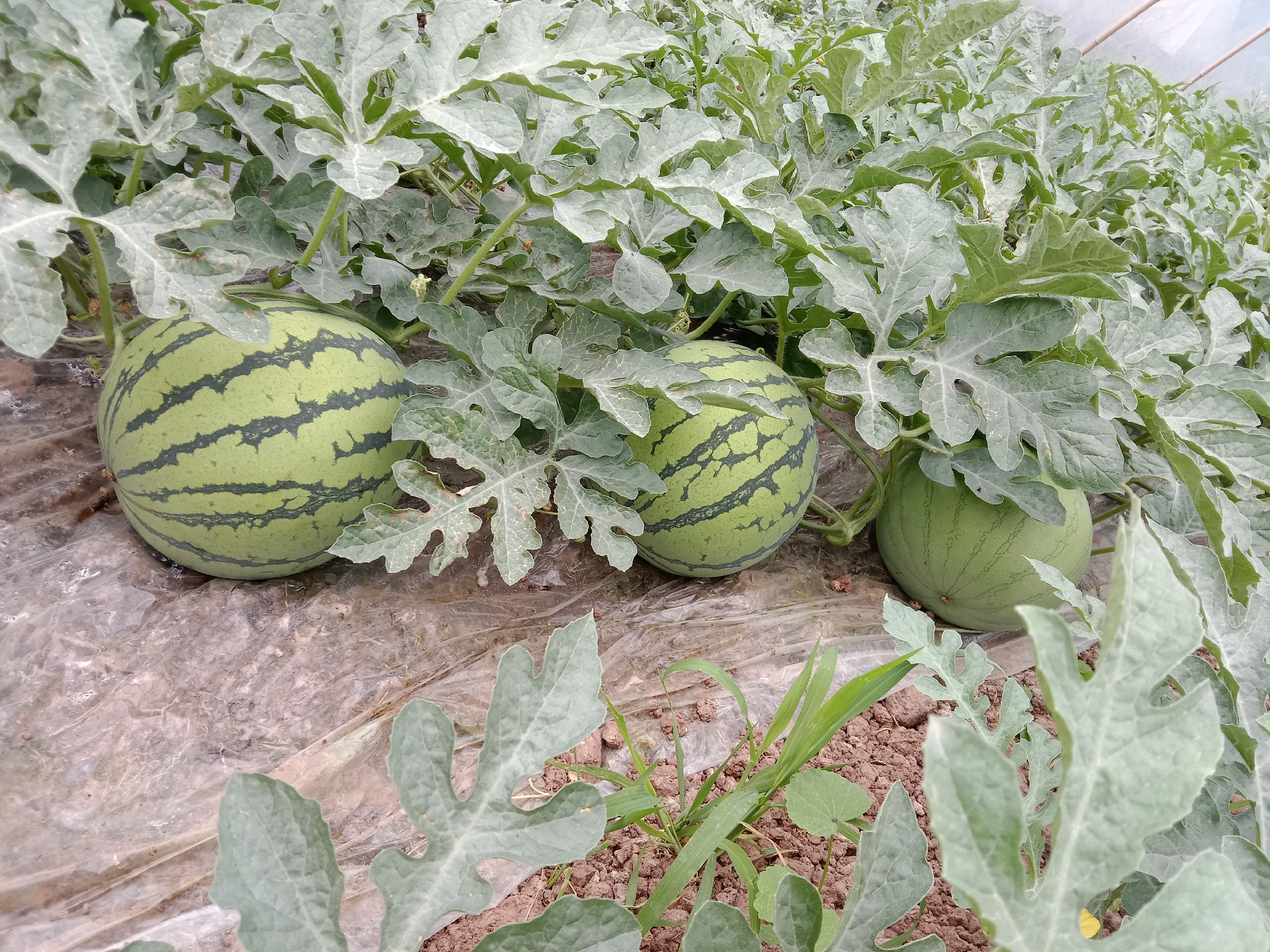 展示8424西瓜在田间地头的种植情况,绿油油的藤蔓与红瓤西瓜相映成趣 8424西瓜田间种植场景