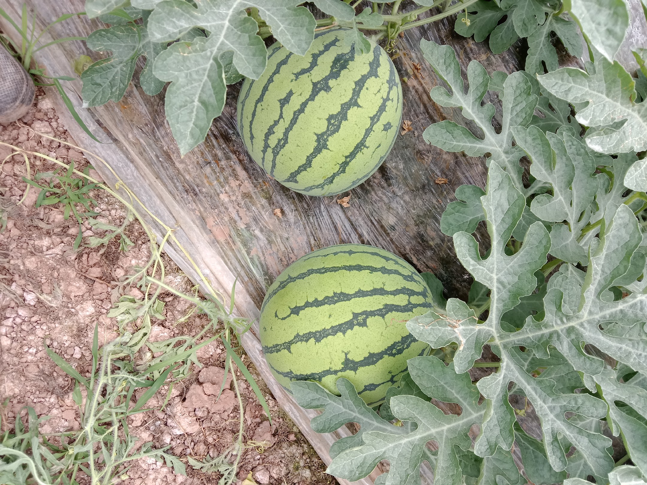 主蔓单果留瓜标准操作示意图