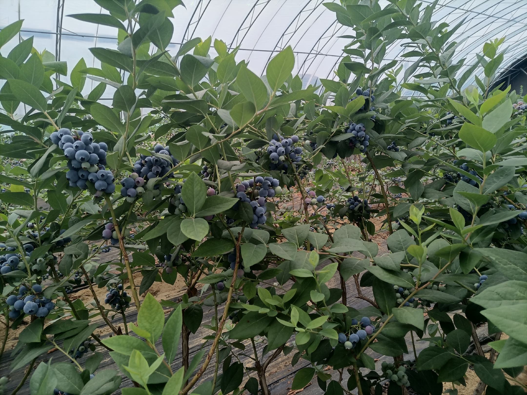 江浙沪地区蓝莓种植基地航拍图,展示成片的蓝莓果园 蓝莓果园航拍图