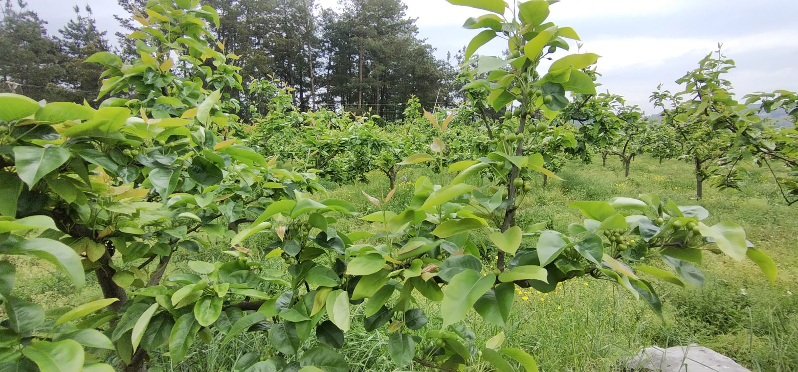 常州翠冠梨种植基地航拍图