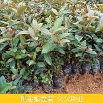 桃金娘树苗捻子果树苗山捻子树苗地捻子果苗盆载果树苗