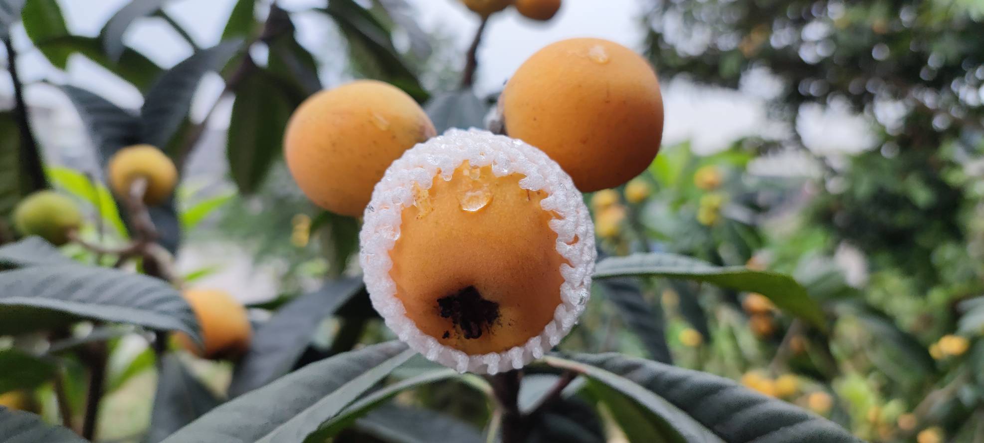 雨后枇杷树上挂满水珠的成熟果实 枇杷树在雨后挂满水珠的果实