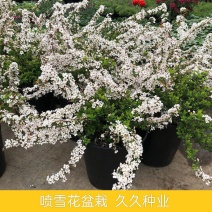 耐寒雪柳植物喷雪花苗盆栽花卉绿植珍珠梅绣线菊庭院大苗雪柳