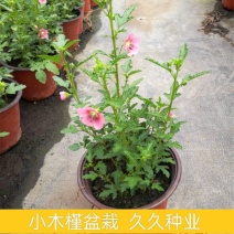 小木槿花卉盆栽棒棒糖耐寒耐热庭院室内阳台四季开花好养植物