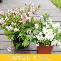 溲疏花雪绒花雪樱花盆栽花卉地栽花灌木阳台室内盆栽庭院