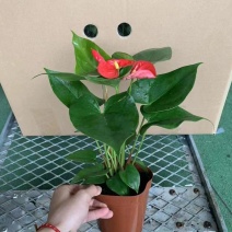 120盆彩云红掌24装，价格优惠品质好