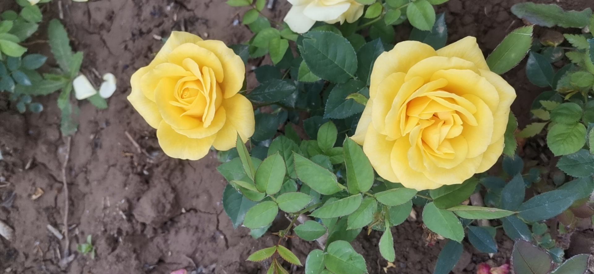 大花黄色月季‘金辉’盛开特写