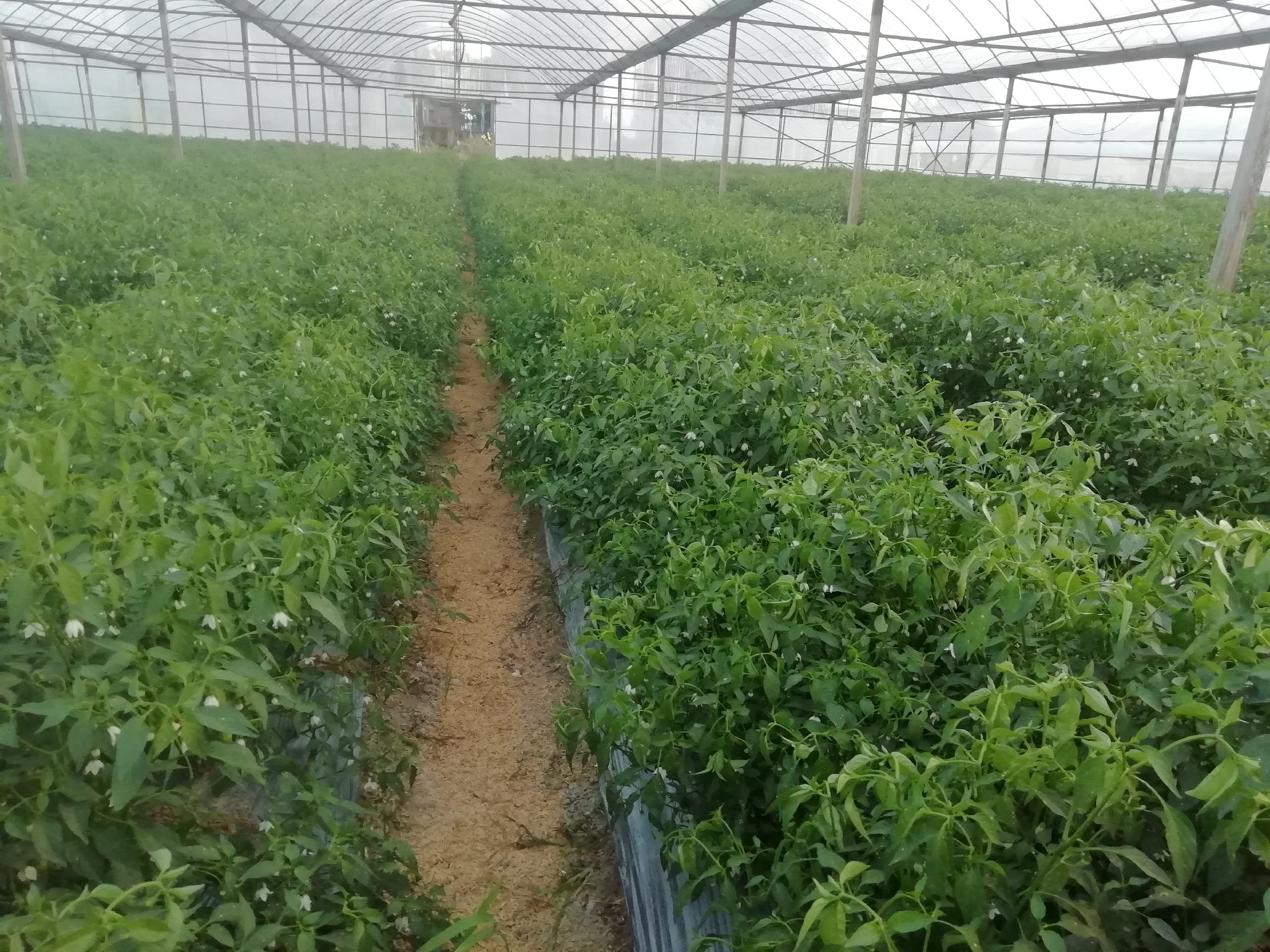一排整齐生长在绿色茎秆上的小型辣椒果实,呈细长锥形,长度约5-7厘米,表皮光滑有光泽,颜色从浅绿向亮黄渐变,植株叶片宽大深绿,背景为南方大棚温室环境 甜脆椒1号植株特写