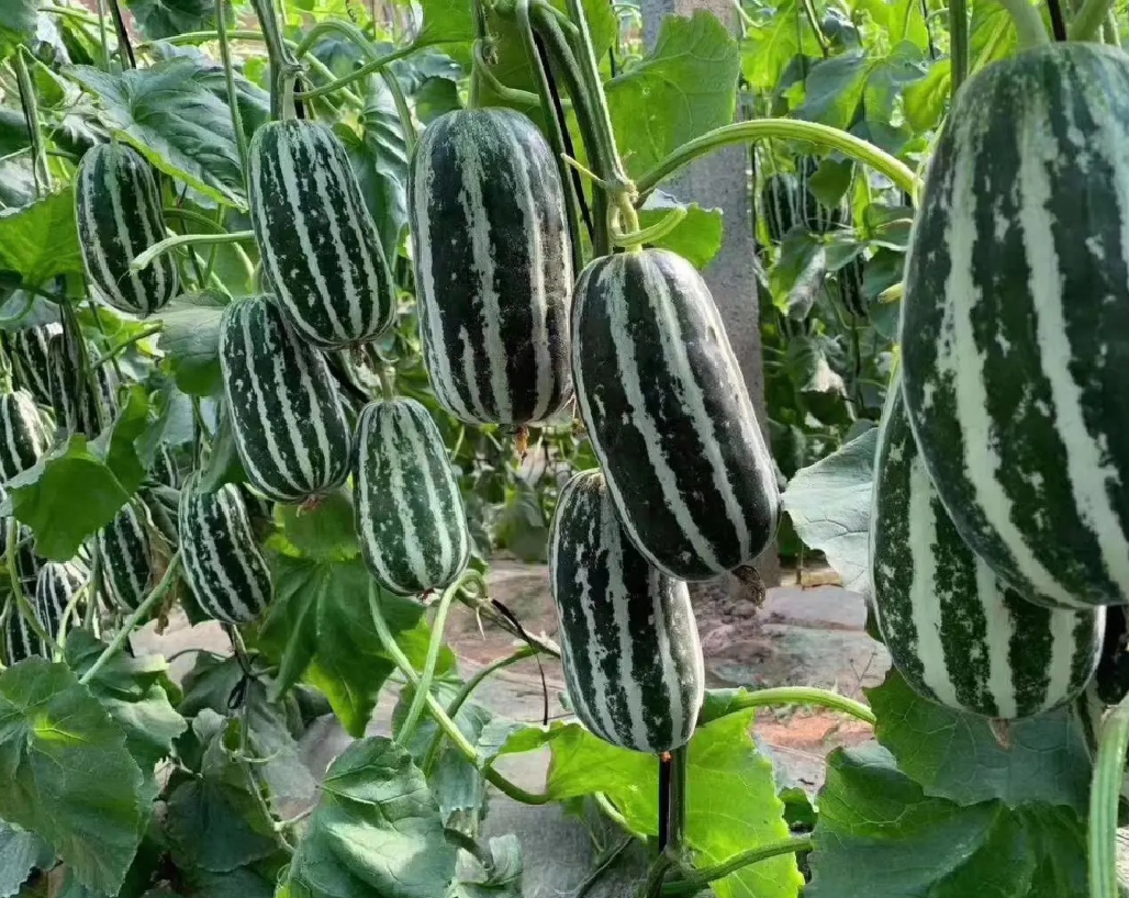 图示:羊角蜜甜瓜典型株型结构,主蔓粗壮,子蔓4–6条均匀分布,节间清晰,叶片掌状五裂、叶色浓绿有蜡质层,果实着生于子蔓第2–4节位,呈弯曲羊角状,果皮浅绿覆细密银白色网纹 羊角蜜甜瓜标准株型与叶蔓分布示意图