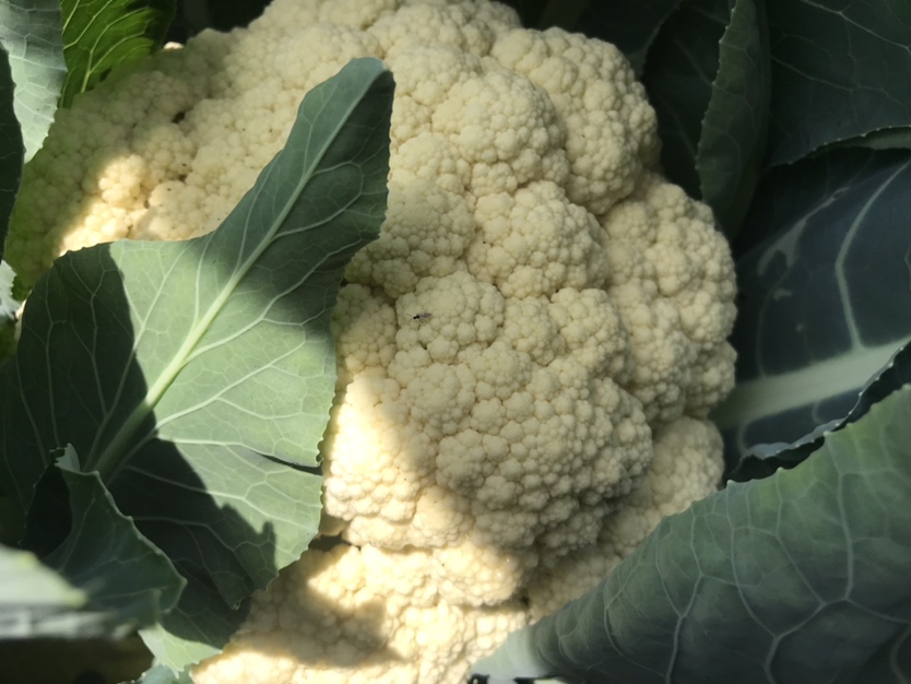 农田中整齐排列的白花菜花植株,花球洁白,叶片宽大,阳光透过云层洒在菜田上 白花菜花田间种植图