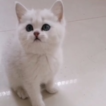 猫咪都是自家繁殖的小猫咪，按时做了疫苗驱虫，健康活泼。