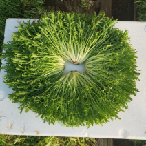 小叶苦菊