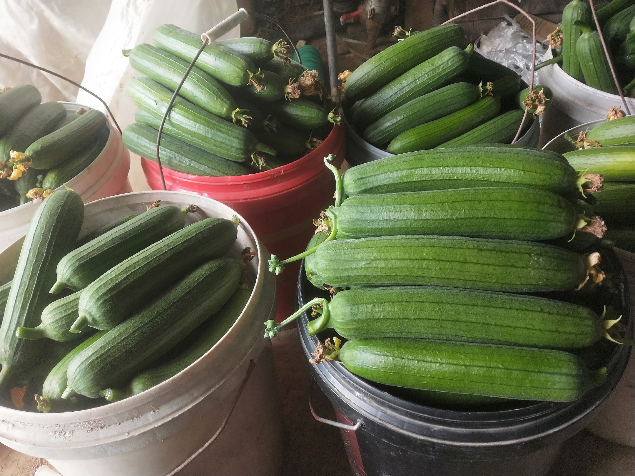 丝瓜切开后流出的清亮汁液