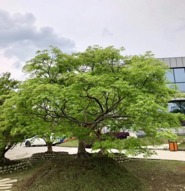 [羽毛枫批发]原生大骨架羽毛枫价格320000.00元/棵 - 一亩田