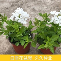 白雪花盆栽花期长好养开花植物庭院阳台盆栽