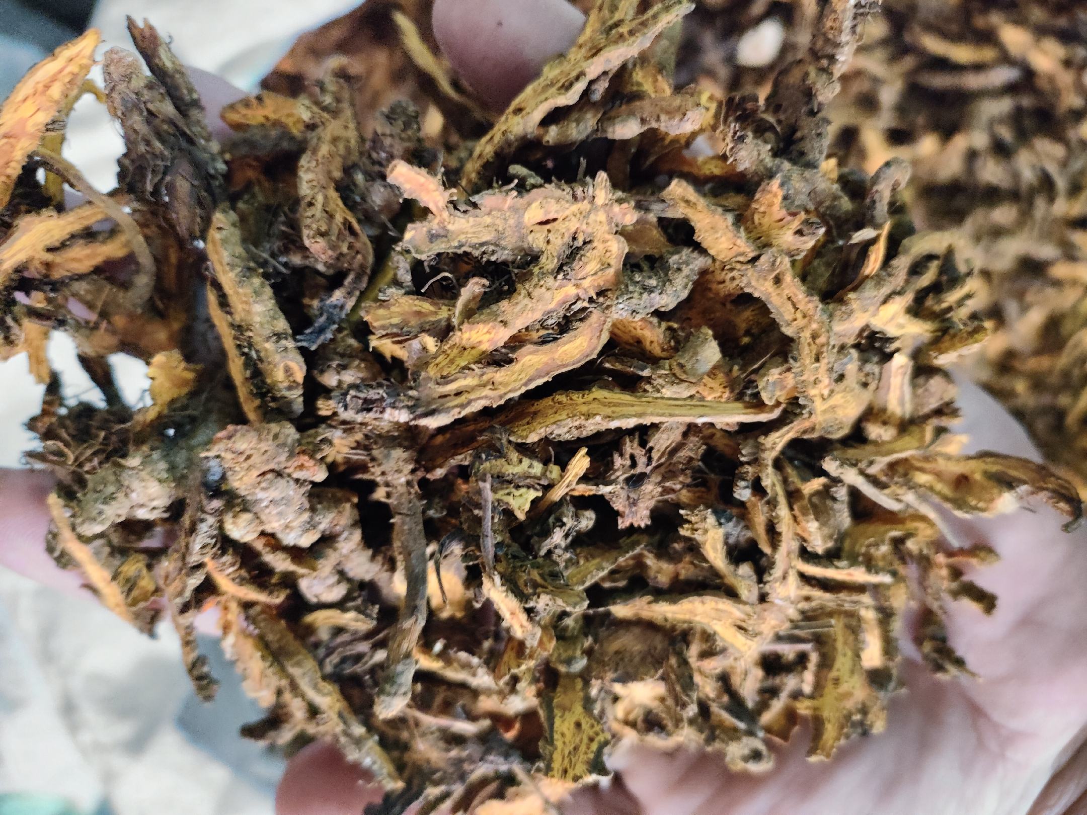 黄连与黄芩药材横切面对比图