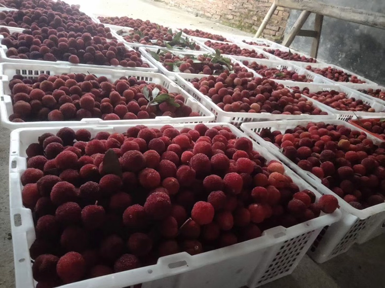 东魁杨梅冬季防寒措施图