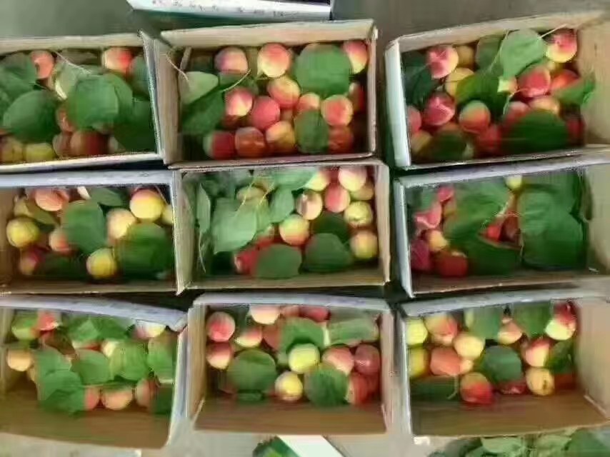 仁用杏主要品种对比图