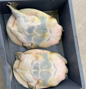 [中华鳖批发]黄公甲鱼价格35.00元/斤 - 一亩田