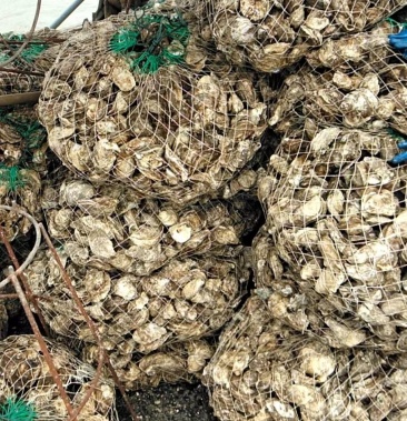 [生蚝批发]泉州本地生蚝价格1.70元/斤 - 一亩田