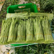 产地直发精品云南芦篙