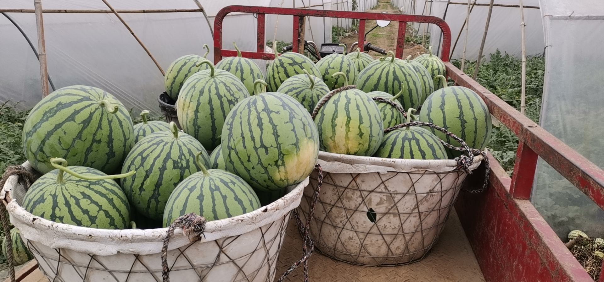 8424西瓜包装与电商发货现场