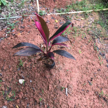 朱蕉
