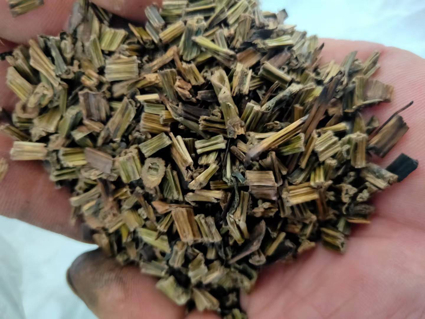 菊三七的根部与叶片作为主要药用部位,常被晒干后入药 菊三七药用部位