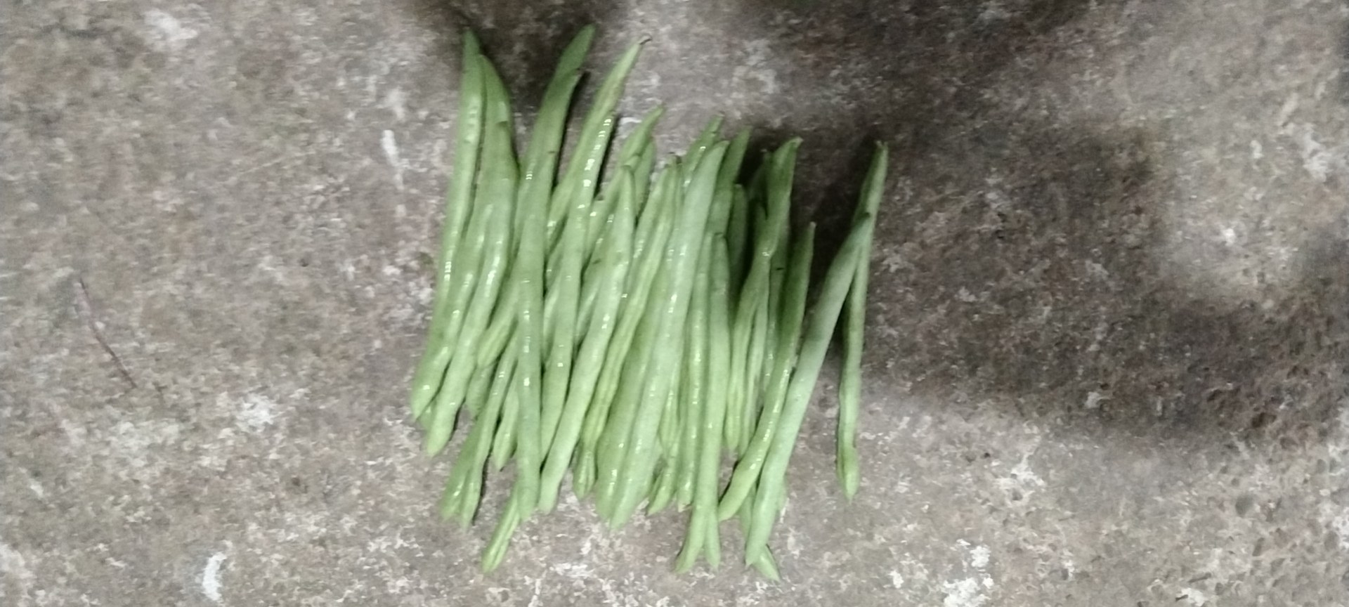 白花四季豆花朵特写