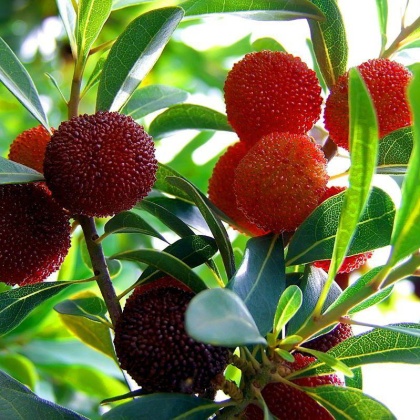 广西桂林七星区东魁杨梅苗产地货源批发价格行情