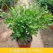 九里香盆栽浓香四季开花老桩室内阳台绿植七里香驱蚊植物花卉