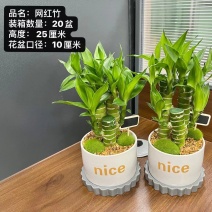 网红富贵竹（带瓷盆整件批）