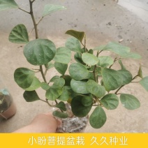 小盼菩提盆栽发财树办公室内花好养招财植物客厅绿植四季长青