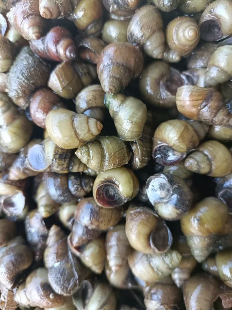 安徽14以上薄壳螺蛳田螺产地批发价量大优惠送货上门
