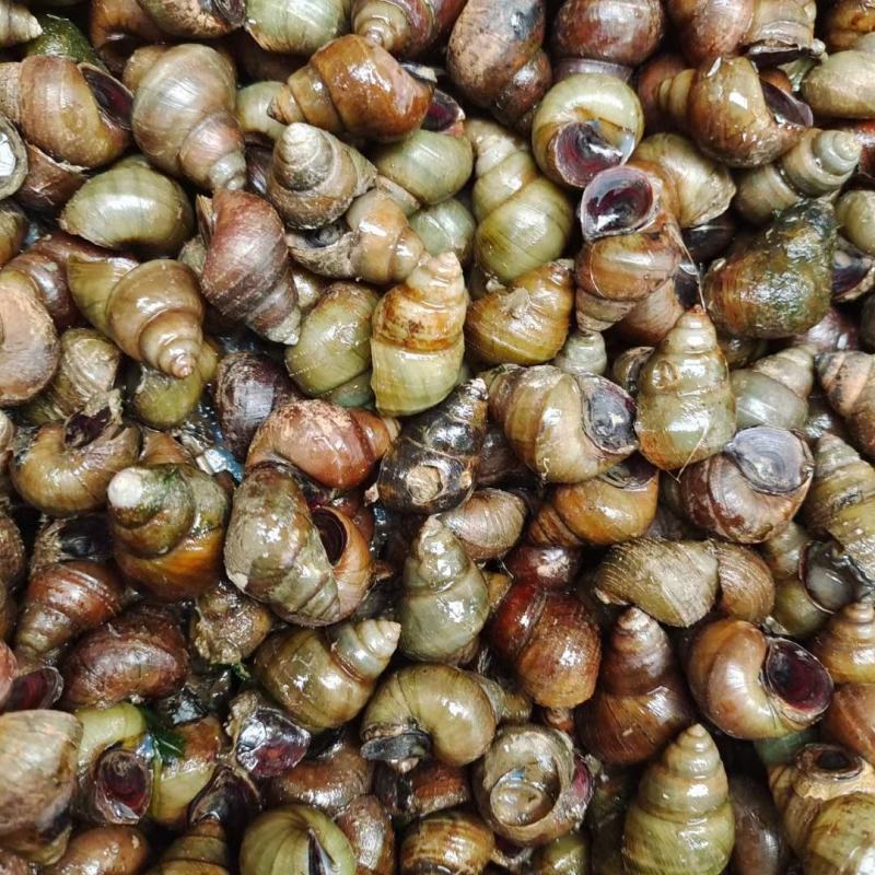 安徽14以上薄壳螺蛳田螺产地批发价量大优惠送货上门