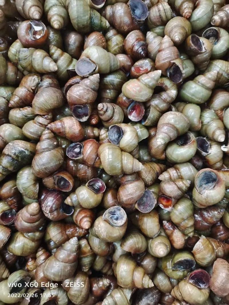 安徽14以上薄壳螺蛳田螺产地批发价量大优惠送货上门