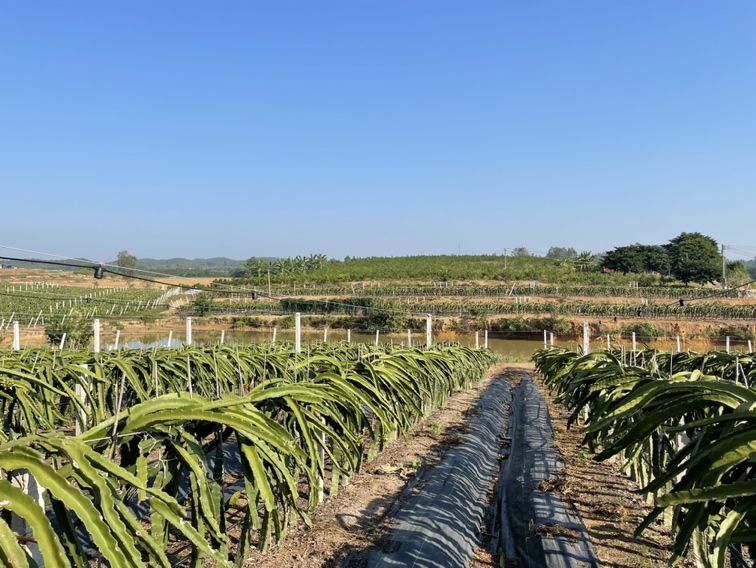 红心火龙果种植基地土壤改良