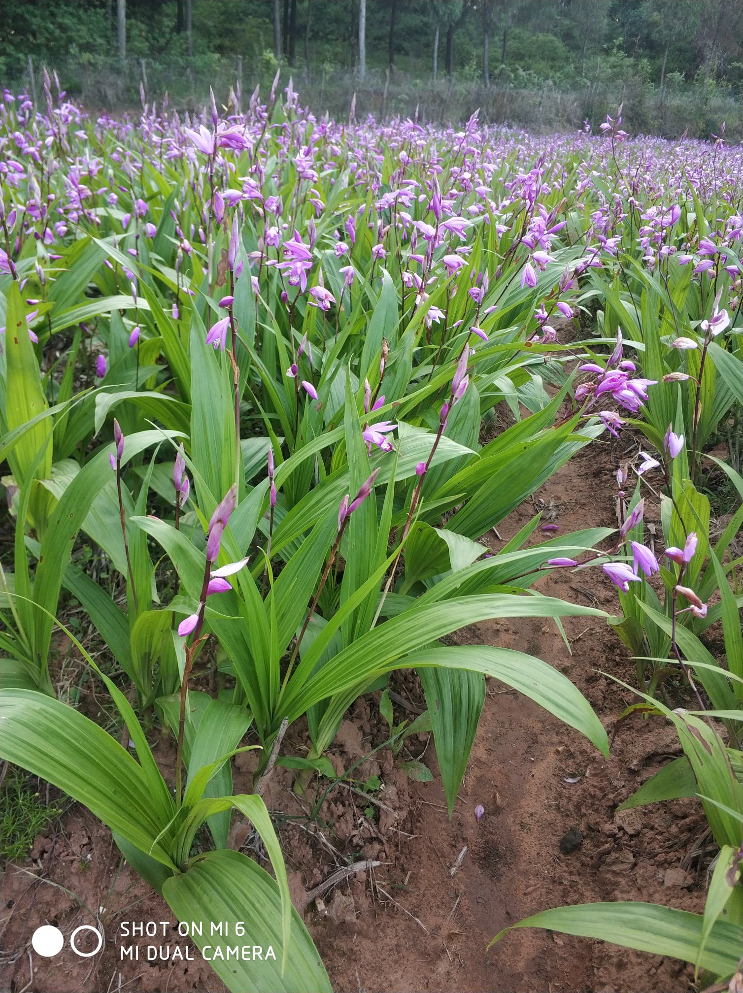 [白芨批发]湖北咸宁崇阳县白芨 15.00元/斤新鲜野生紫花三叉 _ 一亩田