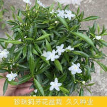珍珠狗牙花风车茉莉花盆栽大苗狗芽花庭院阳台木本花卉耐热植