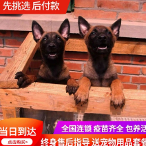 纯种爆红小马犬