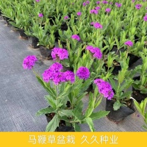 花镜植物柳叶马鞭草盆栽多年生庭院阳台植物花园百搭